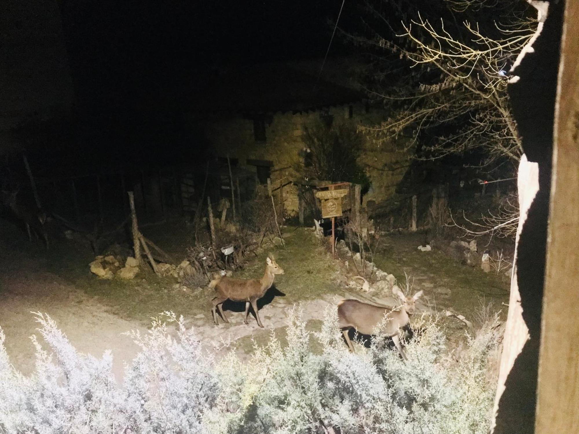 Casas Rurales Chon Alto Tajo Peralejos de las Truchas Dış mekan fotoğraf