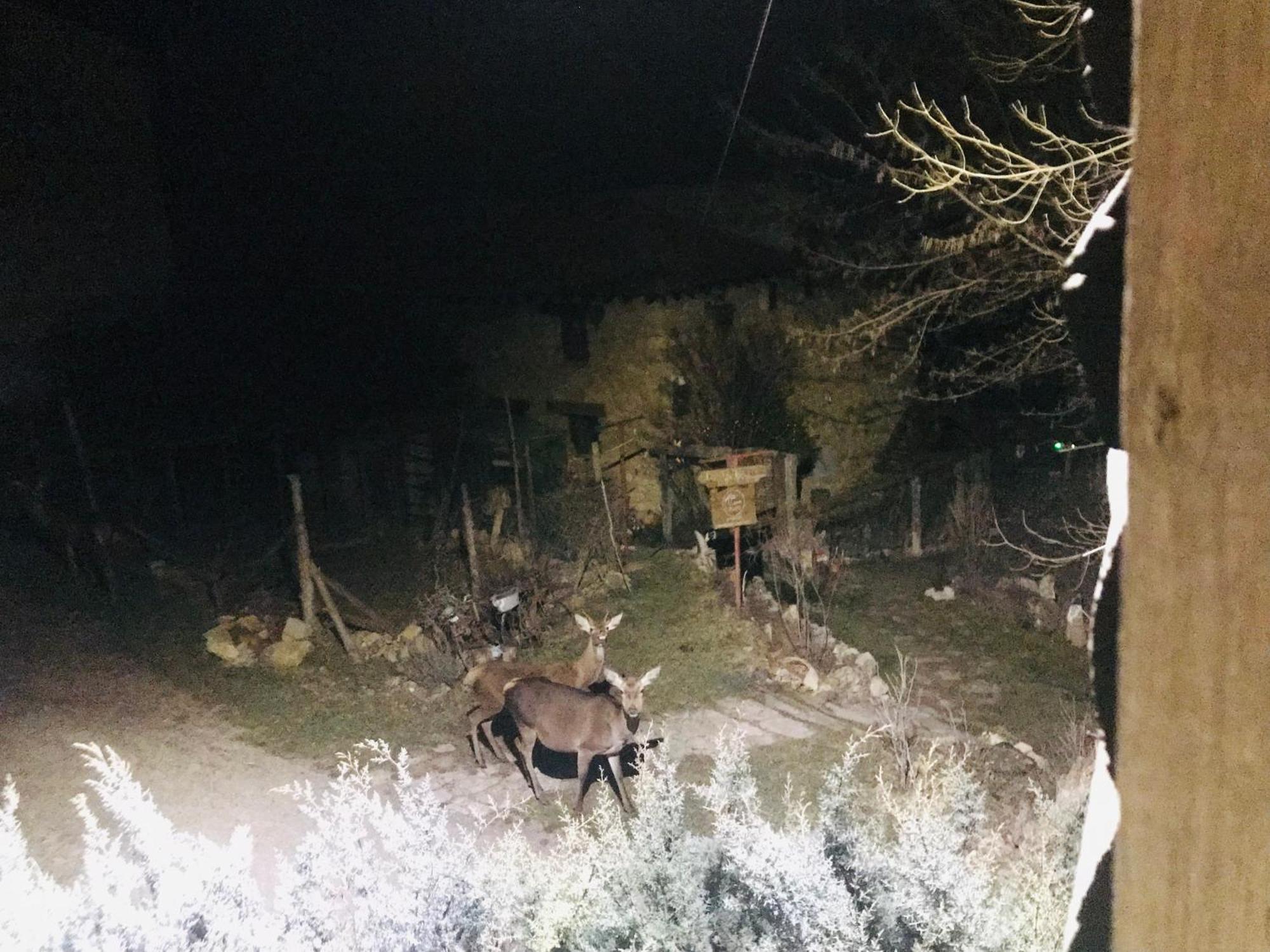 Casas Rurales Chon Alto Tajo Peralejos de las Truchas Dış mekan fotoğraf